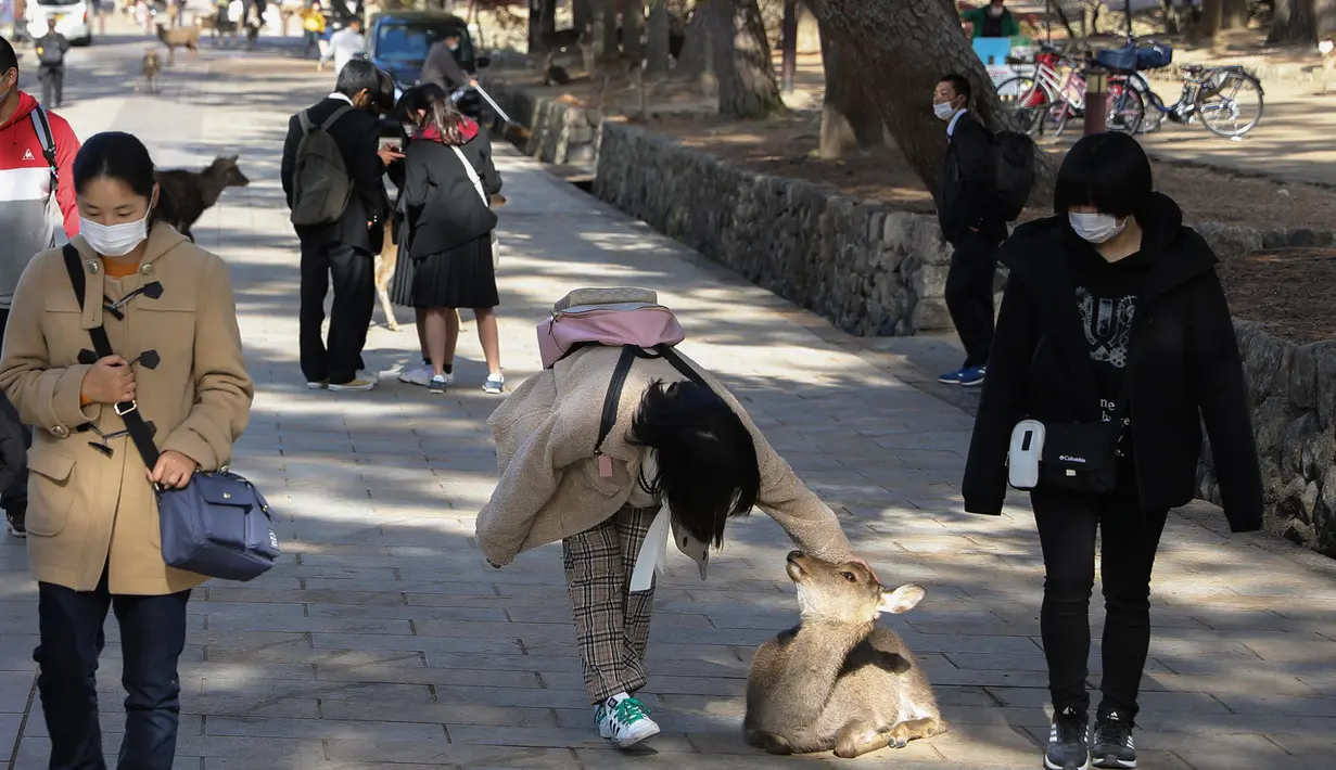 Seorang wisatawan mengelus seekor rusa di Nara, Jepang, pada 9 Desember 2020. Rusa Nara, yang hidup berdekatan dengan manusia, menjadi salah satu simbol Kota Nara. Rusa Nara dilindungi sebagai monumen alam Jepang. (Xinhua/Du Xiaoyi)
