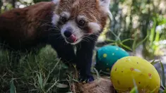 Seekor panda merah bernama Ichiha mencari makanan ringan dalam telur paskah di Kebun Binatang Buin di Santiago, Cile, Minggu, 9 April 2023. (AP Photo/Esteban Felix)