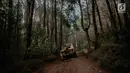 Mobil offroad 4x4 klasik Land Rover melewati hutan pinus menuju trek Sukawana-Cikole di Kab Bandung Barat, Jawa Barat, Jumat (19/10). Wisata offroad di Kab Bandung Barat ini memiliki panjang trek 18 km. (Liputan6.com/Faizal Fanani)
