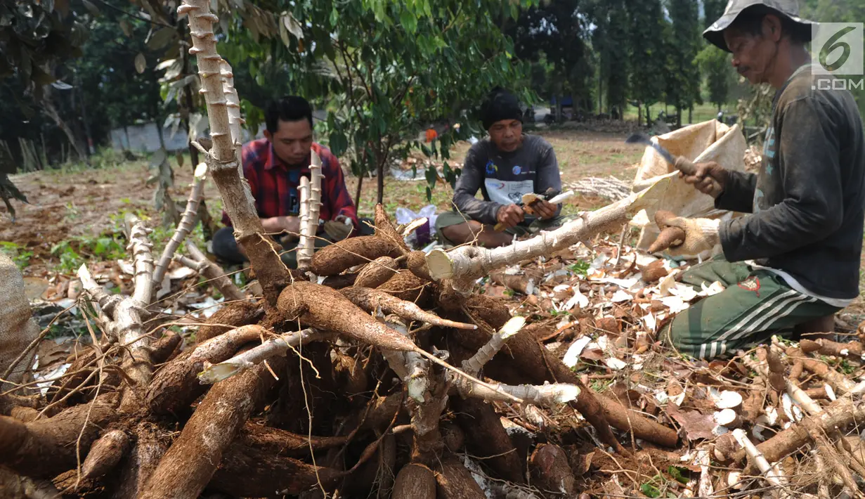 Sejumlah petani memanen singkong di kawasan Gunung Geulis, Bogor, Kamis (22/8/2019). Petani singkong mengeluhkan harga singkong sebagai bahan tapioka turun drastis di musim kemarau dari Rp 120 ribu/ pikul (70kg) menjadi Rp 60 ribu/pikul diduga akibat singkong yang melimpah. (merdeka.com/Arie Basuki)