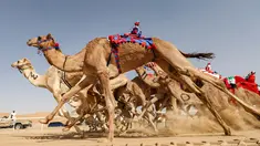 Sejumlah robot joki memacu unta selama Festival Moreeb Dune 2019 di gurun Liwa, Abu Dhabi, Selasa (1/1). Festival yang diikuti peserta dari seluruh wilayah Teluk ini bertujuan untuk mempromosikan cerita rakyat negara tersebut.  (KARIM SAHIB / AFP)