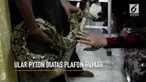 Ular berjenis piton sepanjang tiga meter ditangkap warga Lamongan, Jawa Timur. Ular tersebut berada di atas plafon rumah dengan melilitkan tubuhnya di kayu penyangga genting.
