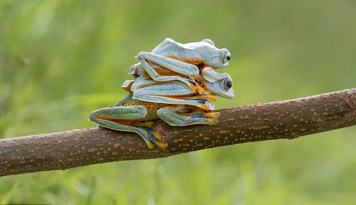 Seolah tak habis gaya, ketiga katak ini menampilkan gaya sambil bertumpuk satu sama lain, Kalimantan.(dailymail)