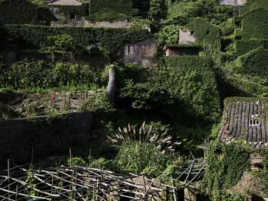 Pemandangan rumah-rumah  yang tertutup tanaman di sebuah desa yang sudah ditinggalkan penghuninya, di Houtouwan, pulau Shengshan, China, 26 Juli 2015. Desa ini dulunya dihuni lebih dari 2.000 nelayan. (REUTERS/Damir Sagolj)
