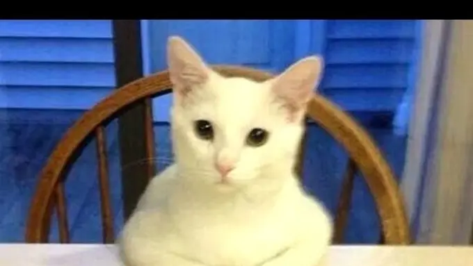 Lucunya Kucing Ini Bertingkah Layaknya Manusia