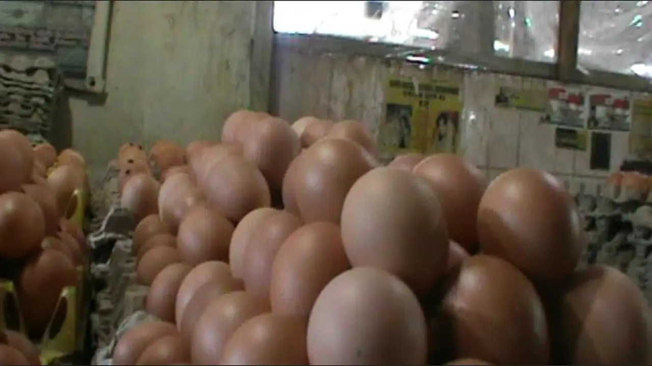 Harga Telur