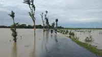 Banjir rob melanda Pekalongan dan membuat ratusan hektare sawah di pesisir terendam.