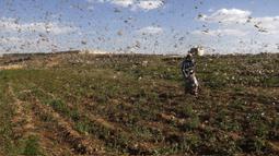 Kawanan belalang beterbangan di udara saat menyerbu lahan pertanian di Provinsi Dhamar, Yaman, pada 6 Juni 2020. (Xinhua/Mohammed Mohammed)