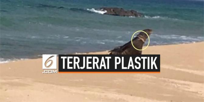 VIDEO: Miris, Leher Anjing Laut Terjerat Sampah Vinyl