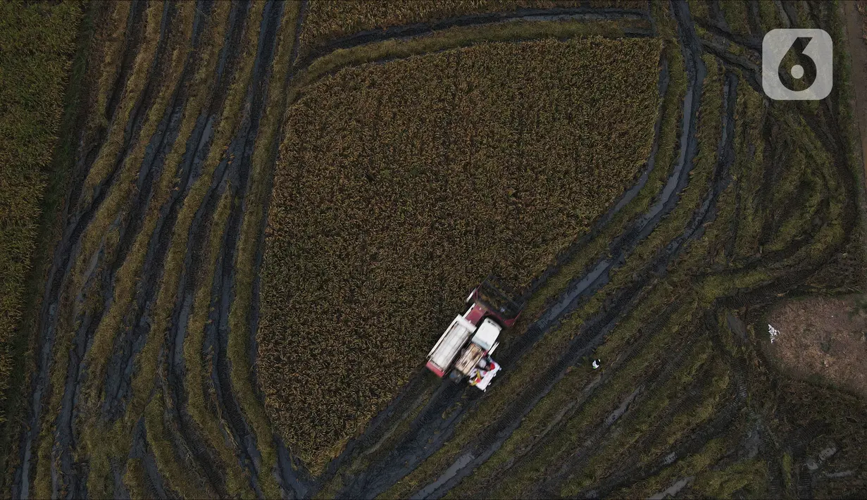 Foto dari udara menunjukkan petani memanen menggunakan mesin potong padi modern di Persawahan Desa Sekar Wangi, Bekasi, Jawa Barat, Kamis (25/5/2023). (merdeka.com/imam buhori)