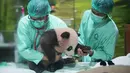 Dokter hewan merawat Satrio Wiratama atau Rio, anak panda raksasa pertama yang lahir di Indonesia, saat pratinjau media di Taman Safari Indonesia, Bogor, Jawa Barat, Jumat 15 Mei 2026. (AP Photo/Achmad Ibrahim)