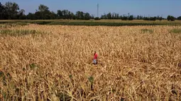 Pemandangan dari udara menunjukkan petani Achille Crespiatico melihat kerusakan pada ladang jagungnya akibat kekeringan parah di Spino d'Adda, Italia, 11 Juli 2022. Crespiatico mengklaim bahwa 70 persen dari ladang jagungnya dan 100 persen dari padang rumputnya yang stabil telah hancur. (Piero CRUCIATTI/AFP)