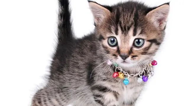 Kalung Kucing