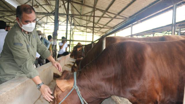 Sapi asal Jatim Siap Penuhi Kebutuhan Jabodetabek dan Bandung Raya