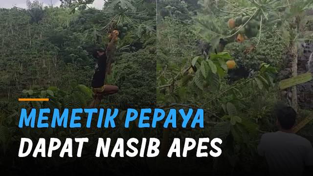 Nasib apes dialami oleh seorang pemuda ketika berhasil mendapat buah pepaya di pohon.