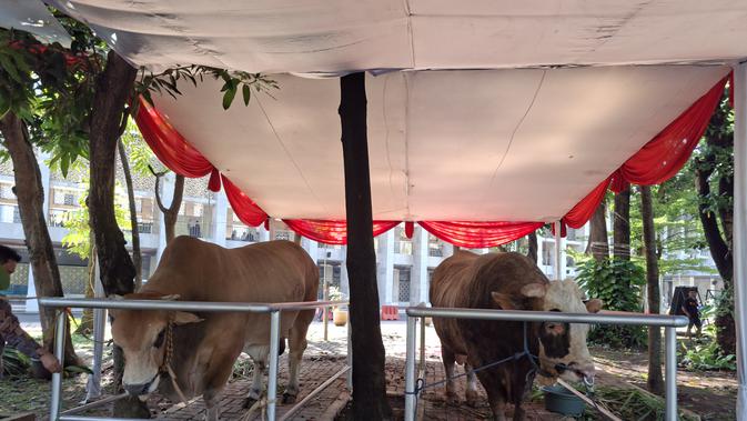 Menengok Sapi Kurban Jumbo Prabowo-Gibran di Masjid Istiqlal