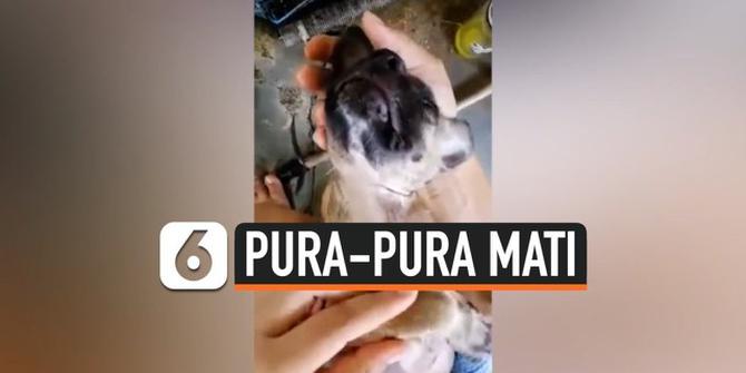 VIDEO: Menolak Mandi, Anjing Ini Pura-Pura Mati
