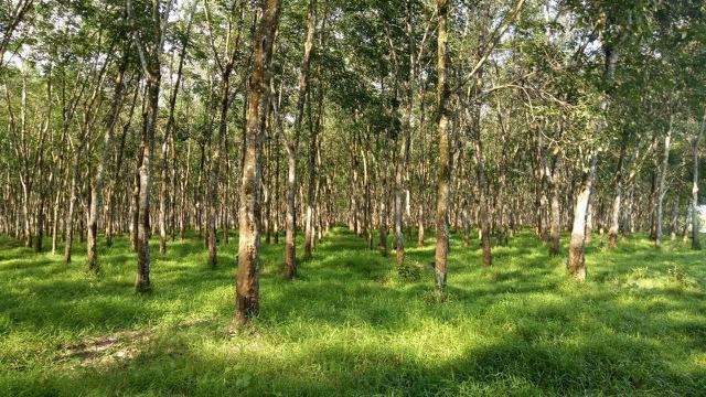 Pohon karet. (Foto Kementerian Pertanian)