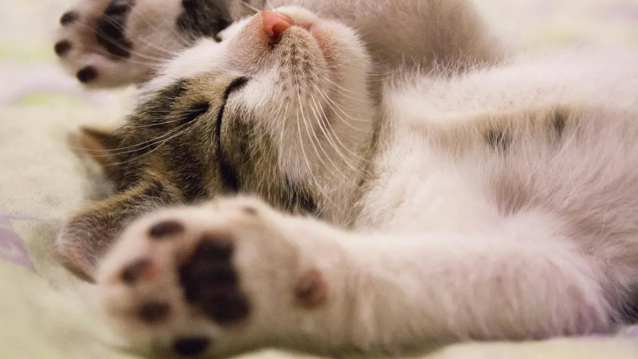 Jenis Kucing Peliharaan Paling Populer