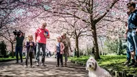 Sejumlah warga berjalan di bawah Bunga sakura yang bermekaran di sepanjang jalan di Pemakaman Bispebjerg, Kopenhagen, Denmark, (20/4). Keindahan bunga sakura yang bermekeran menandai dimulainya musim semi. (Mads Claus Rasmussen / Ritzau Scanpix via AP)