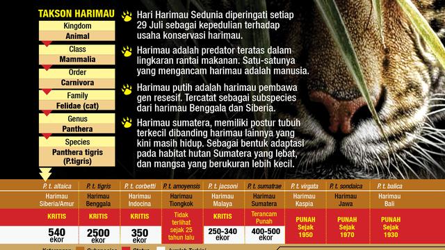 Infografis Hari Harimau Sedunia