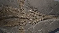 Ilustrasi fosil Ichtyosaurus. (dok. Pixabay/Dinny Mutiah)