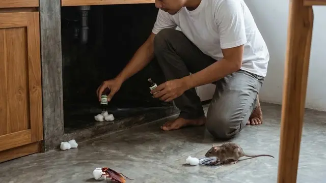 Cara Ampuh Usir Kecoak dan Tikus Sekaligus dalam Satu Malam