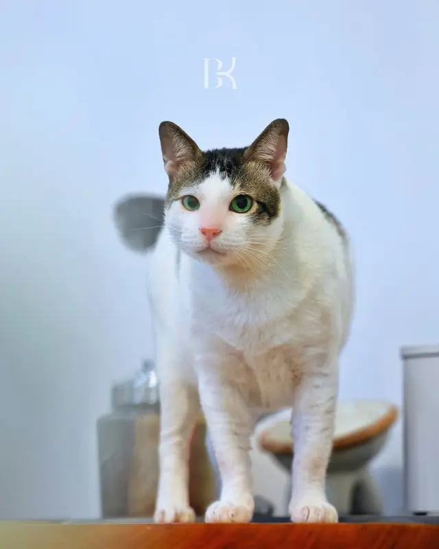 Dapat hadiah dari Dubes China, ini 7 potret rumah mewah Bobby Kertanegara kucing Presiden Prabowo