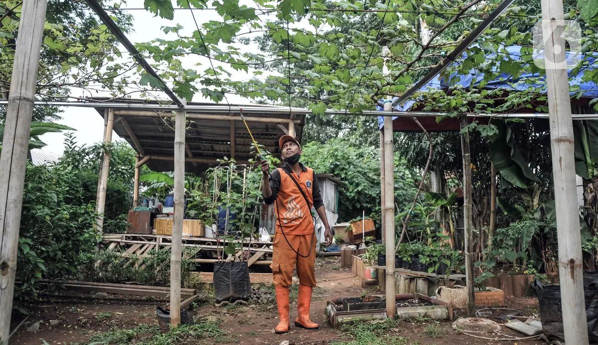 Wagiman (40), petugas Penanganan Prasarana dan Sarana Umum (PPSU) Kelurahan Pondok Kopi melakukan penyemprotan kebun anggur di kawasan Rawa Jaya, Kecamatan Duren Sawit, Jakarta Timur, Senin (6/6/2022). Kebun yang dikelola sejak awal 2021 tersebut saat ini telah membudidayakan sekitar 15 jenis tanaman anggur, baik impor maupun lokal. (merdeka.com/Iqbal S. Nugroho)