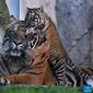 Anak harimau Sumatra di kebun binatang Roma, Italia melakukan debut publiknya pada Kamis (7/3/2024), tiga bulan setelah kelahirannya (Xinhua).