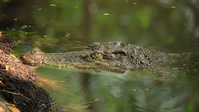 Arti Mimpi Melihat Buaya yang Mendatangkan Rezeki