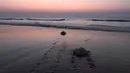 Penyu Olive Ridley kembali ke laut setelah bertelur di Pantai Rushikulya, 140 Km sebelah barat daya Bhubaneswar, Odisha, India, Jumat (23/2). Penyu jenis ini banyak terlihat di pantai India antara Januari hingga April dalam masa bertelur. (ASIT KUMAR/AFP)