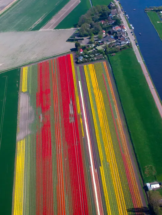 Deretan bunga tulip warna-warni di ladang De Keukenhof di Lisse, Belanda, Jumat (20/4). Ladang tulip tersebut menarik sekitar satu juta turis dari seluruh dunia setiap tahunnya. (AP Photo / Peter Dejong)