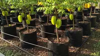 7 Kebun Buah di Polybag dengan Sistem Irigasi Sederhana untuk Lahan Terbatas, Praktis dan Produktif