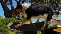 Jumpy, anjing yang dipandang sebagai terpintar di dunia. (sumber:Petolog)