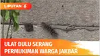 Serbuan ulat bulu dari lahan kosong ke pemukiman juga membuat resah warga Duri Kosambi, Cengkareng, Jakarta Barat. Serbuan ulat bulu sejak 5 hari terakhir langsung dibasmi petugas pemadam kebakaran.
