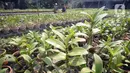 Anggrek jenis dendrobium terlihat di tempat pembibitan budi daya anggrek, Pocis, Kecamatan Setu, Tangerang Selatan, Banten, Senin (31/8/2020). Anggrek dendrobium pesanan pembeli akan dikirim ke berbagai daerah, kebanyakan pemesan dari Kalimantan dan Sulawesi. (merdeka.com/Dwi Narwoko)