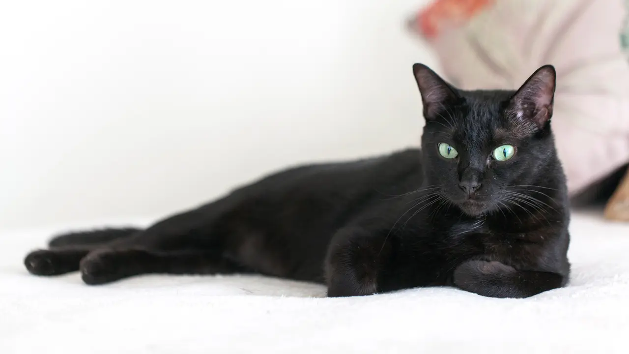 Mimpi Bertemu Kucing Hitam