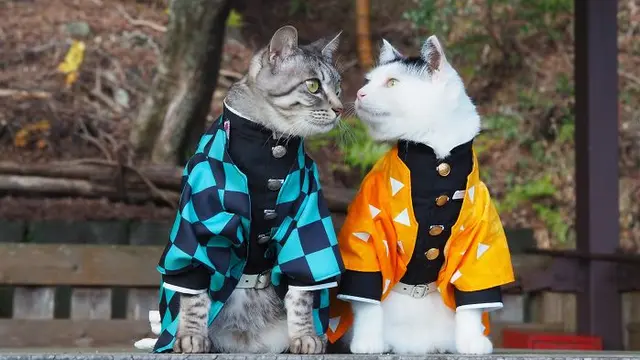 kucing cosplay