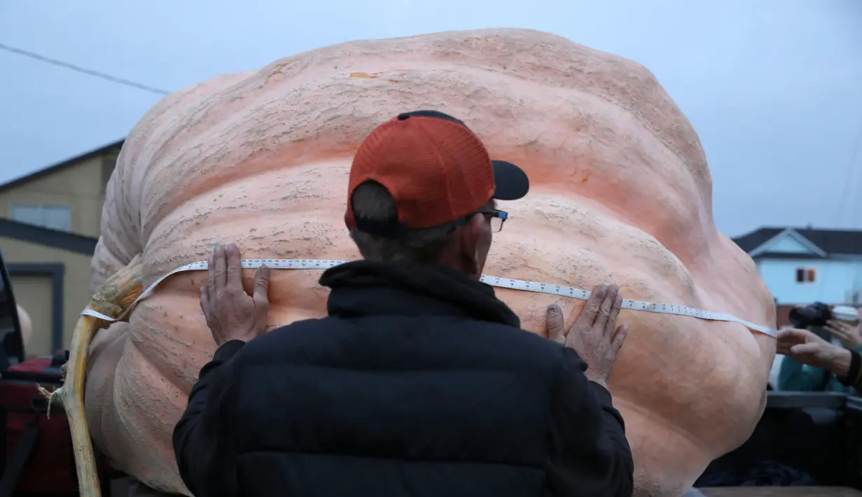Pekerja mengukur labu raksasa dalam lomba Safeway World Championship Pumpkin Weigh-Off di Half Moon Bay, California, Amerika Serikat, Senin (14/10/2019). Seorang petani keluar sebagai juara dengan labu seberat 2.175 pon miliknya. (Justin Sullivan/Getty Images/AFP)