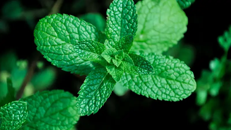 daun mint  (sumber: Pixabay)