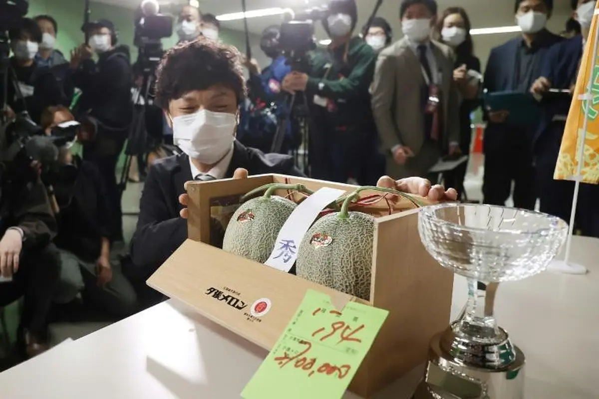 Sepasang melon Jepang terjual di Jepang dengan harga Rp 356 juta. (Photo credit: STR JIJI PRESS/AFP)