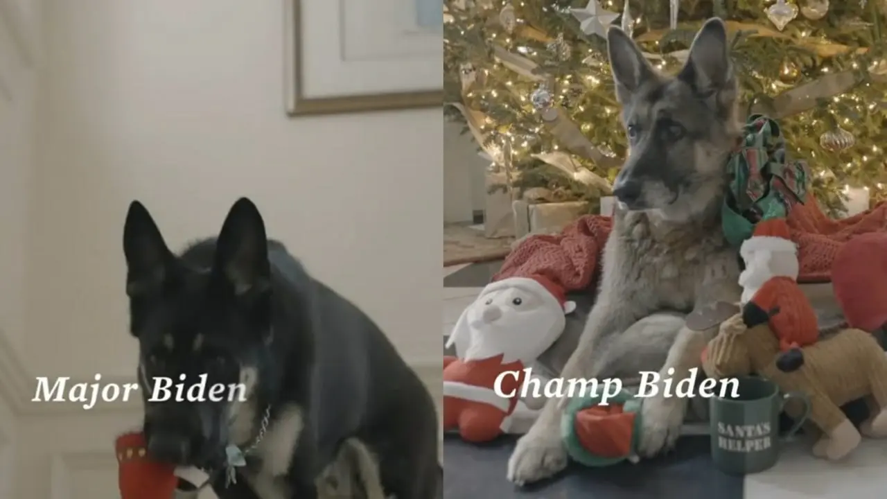 Anjing Peliharaan Joe Biden