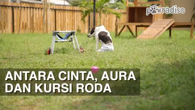 PAWRADISO : Antara Cinta, Aura dan Kursi Roda
