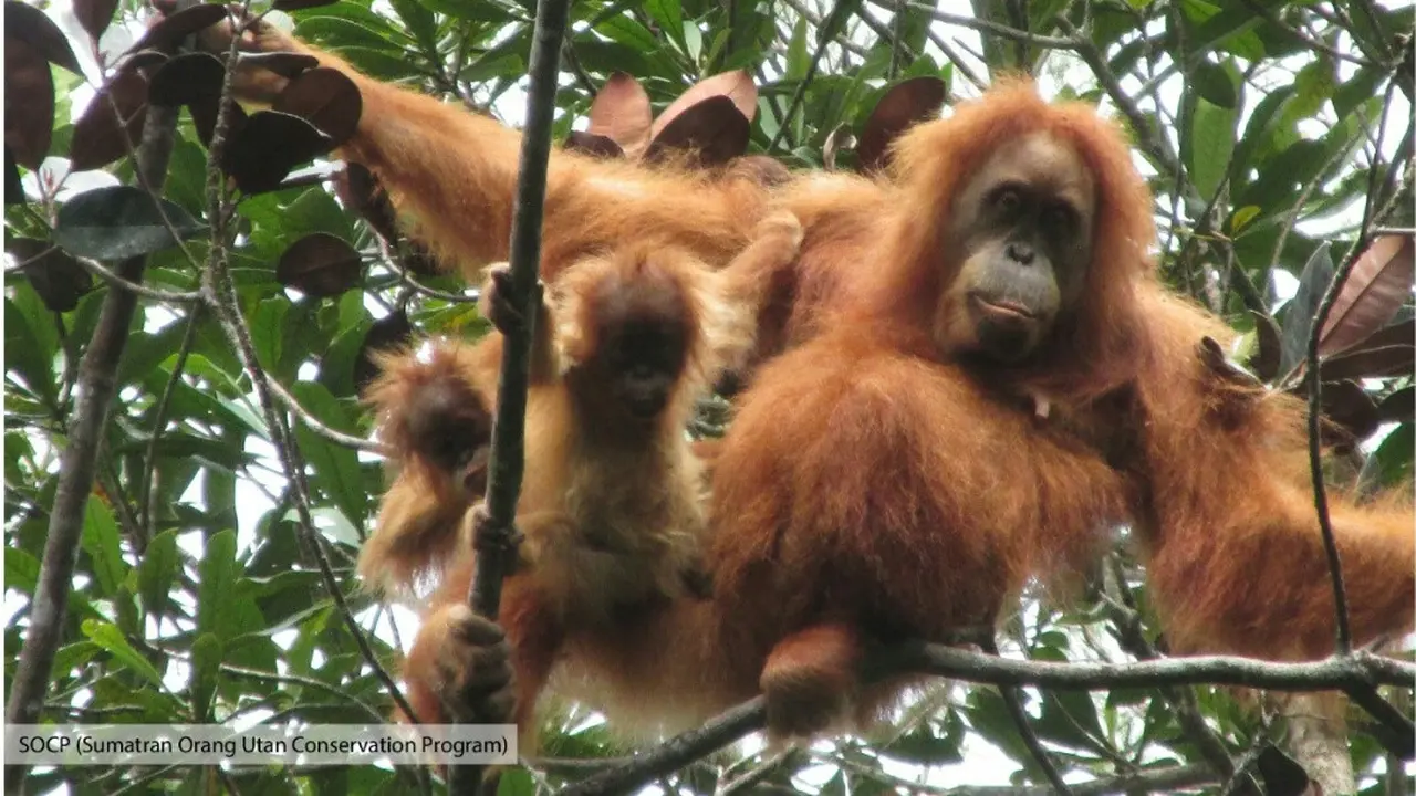 Kemunculan Menakjubkan Bayi Orangutan Tapanuli Kembar di Hutan Batang Toru