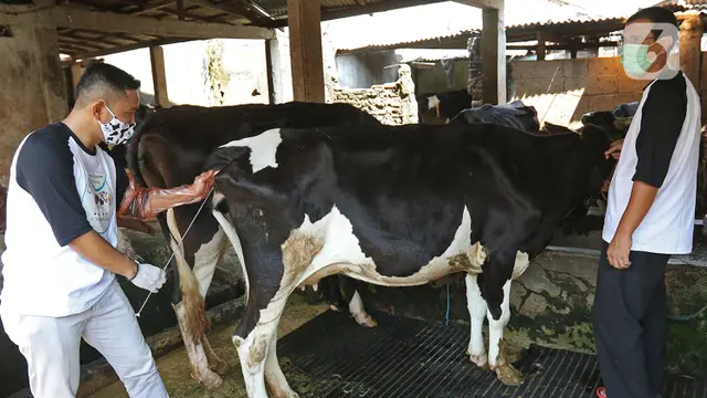Penerapan Inseminasi Buatan untuk Peningkatan Produksi Hewan Ternak