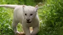Seekor singa putih yang baru lahir, bernama Simba, terlihat di kebun binatang Paphos, Siprus pada 14 April 2019. Populasi satwa nokturnal tersebut terbilang langka di dunia, tercatat singa putih hanya ada 300 ekor dan 13 diantaranya hidup di alam liar. (REUTERS/Yiannis Kourtoglou)