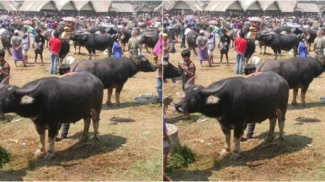 Courtesy torajacybernews.blogspot.com