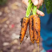 wortel/copyright: unsplash/markus spiske