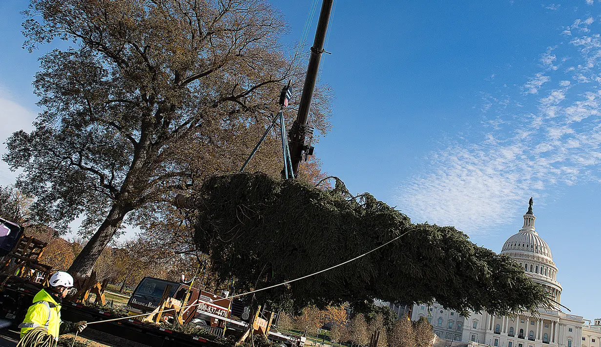 Pekerja menggunakan alat berat untuk menempatkan pohon Natal raksasa di halaman Gedung Capitol AS di Washington, Senin (27/11). Pohon Natal setinggi 79 kaki itu untuk persiapan menyambut Natal. (JIM WATSON/AFP)